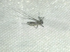 Aedes albopictus
