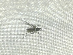 Aedes albopictus