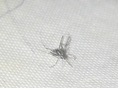 Aedes albopictus