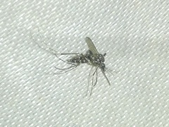 Aedes albopictus