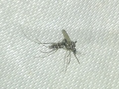 Aedes albopictus