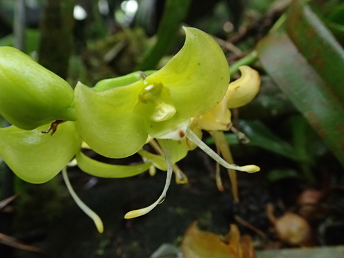Bulbophyllum lizae image