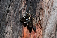 Petalanthes hexastera
