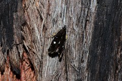 Petalanthes hexastera