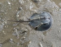 Tachypleus tridentatus