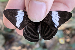 Adelpha epione