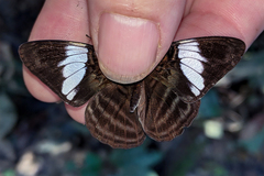 Adelpha epione
