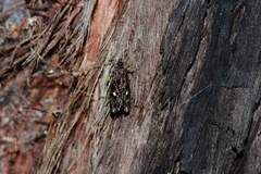 Petalanthes hexastera