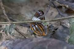 Adelpha epione