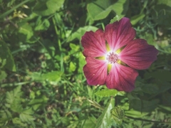 Malope malacoides