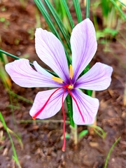 Crocus sativus