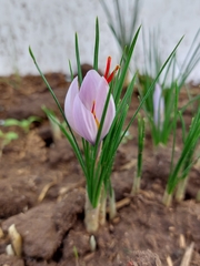Crocus sativus
