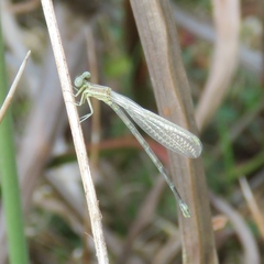 Argia bipunctulata