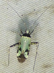 Phytocoris nigricollis