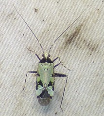 Phytocoris nigricollis