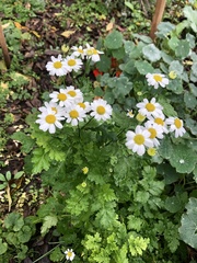Tanacetum parthenium