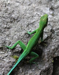 Anolis marmoratus marmoratus
