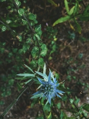 Eryngium tricuspidatum
