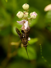 Mycteromyia conica