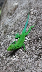 Anolis marmoratus marmoratus