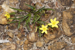 Tricoryne humilis
