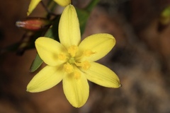 Tricoryne humilis
