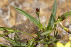 Tricoryne humilis