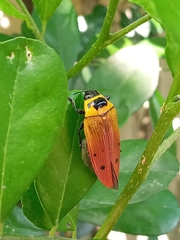 Conognatha excellens