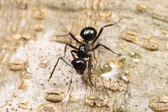 Polyrhachis pilosa