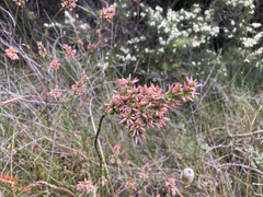 Sprengelia incarnata