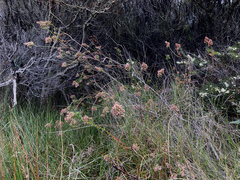 Sprengelia incarnata