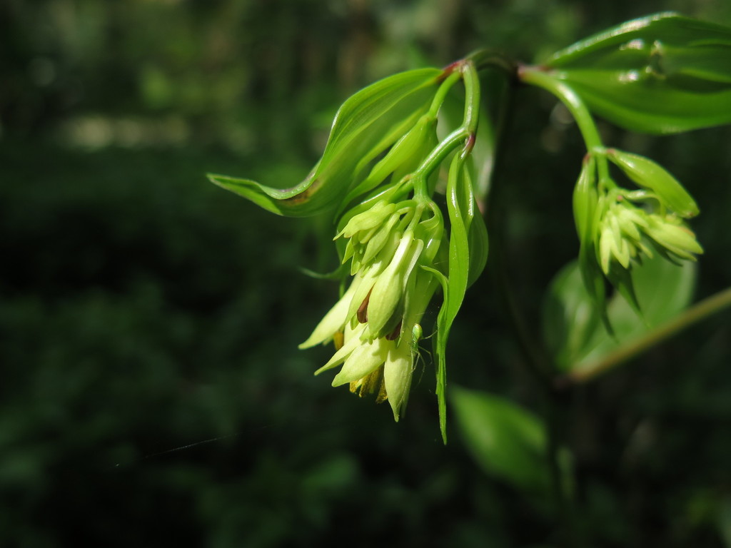 Disporum bodinieri