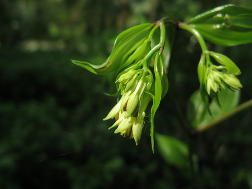 Disporum bodinieri