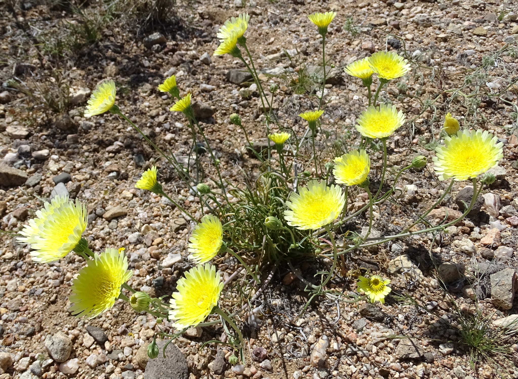Malacothrix glabrata