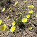 Desert Dandelion - Photo (c) Jesse Rorabaugh, some rights reserved (CC BY), uploaded by Jesse Rorabaugh