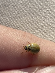 Harmonia quadripunctata