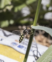 Austroscaeva occidentalis