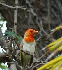 Anaplectes rubriceps rubriceps