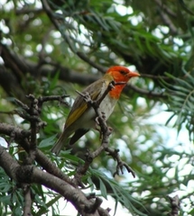 Anaplectes rubriceps rubriceps