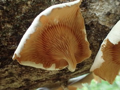 Lentinus scleropus