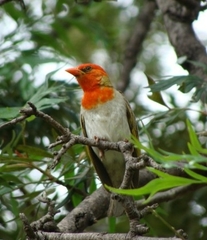 Anaplectes rubriceps rubriceps