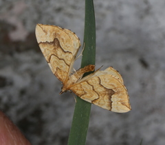 Eulithis mellinata