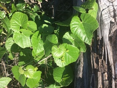 Vitis berlandieri