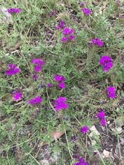Glandularia polyantha