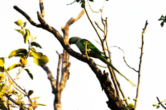 Psittacula eupatria