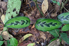 Goeppertia variegata