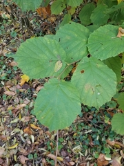 Corylus avellana