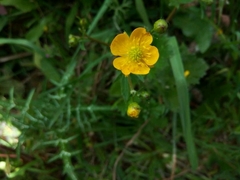 Ranunculus macrophyllus