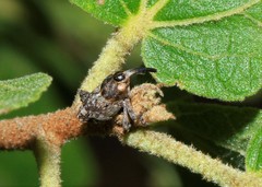 Pempherulus