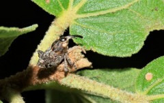 Pempherulus